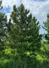 Сосна Кедровая 